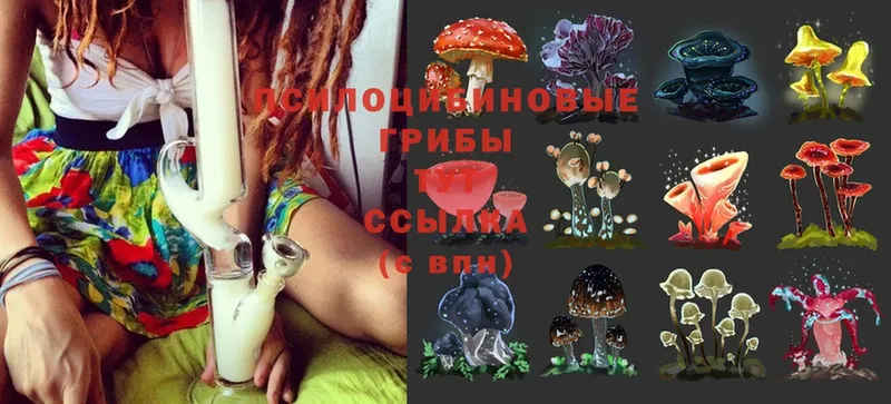 Псилоцибиновые грибы Cubensis Дальнереченск